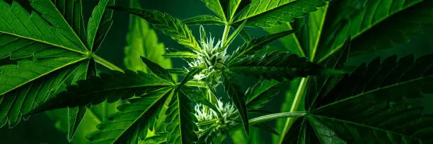 Is THCB Legal in Mississippi? A Complete Overview