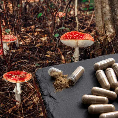 Amanita Mushrooms in Traditional Medicine — 2026 Update