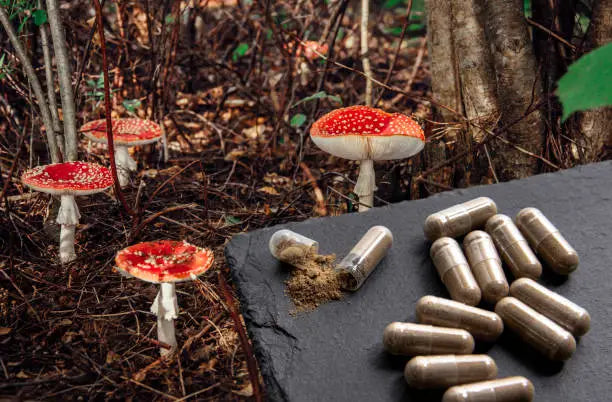 Amanita Mushrooms in Traditional Medicine — 2026 Update