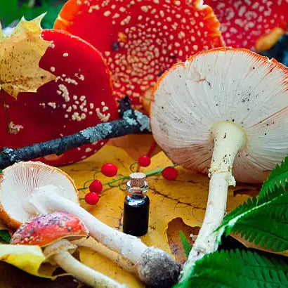 Amanita Mushrooms: History and Uses — 2026 Update