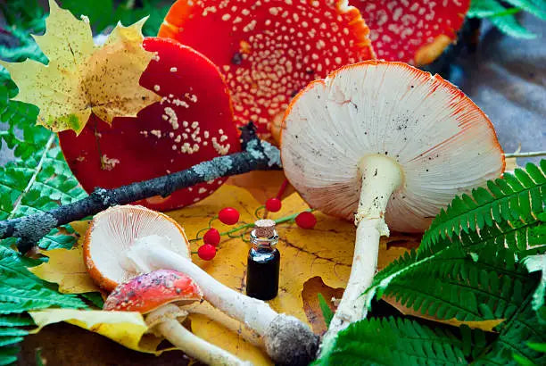 Amanita Mushrooms: History and Uses — 2026 Update