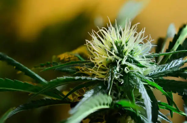 Unraveling the Mysteries of THC-A Flower