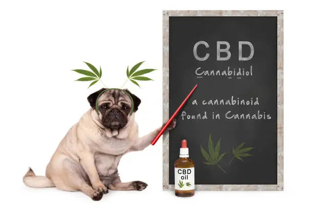 Is CBD Safe For Dogs?