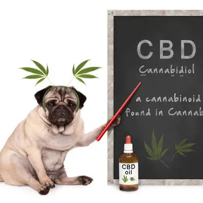 Is CBD Safe For Dogs? — 2026 Update